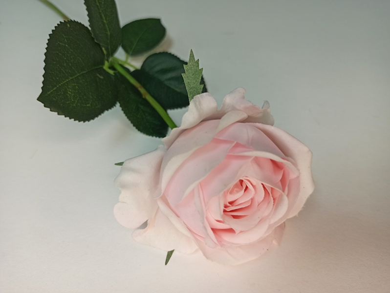Роза Элизабет розовая