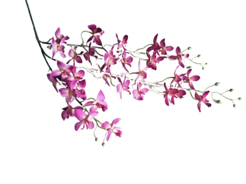 Орхидея мелкоцветная фуксия