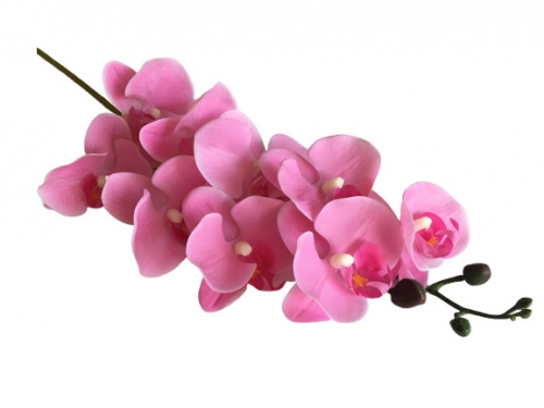 Орхидея Фаленопсис розовая