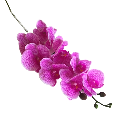 Орхидея Фаленопсис розовая с прожилками