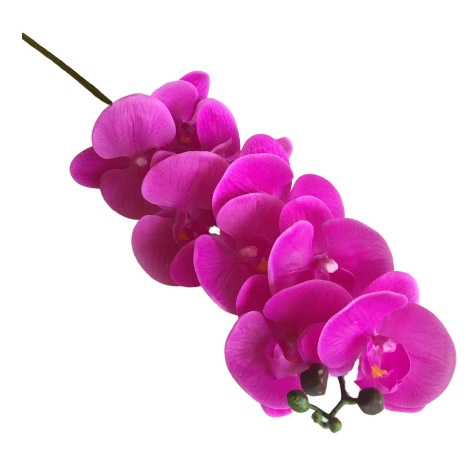 Орхидея Фаленопсис фуксия