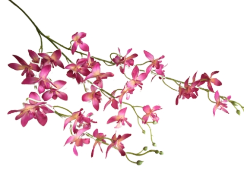Орхидея мелкоцветная розовая
