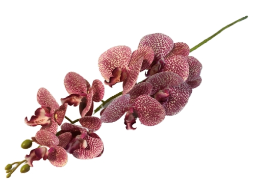 Орхидея Фаленопсис розовая пятнистая