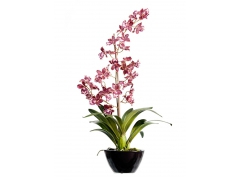 «Орхидея дендробиум в кашпо» (Арт С328)