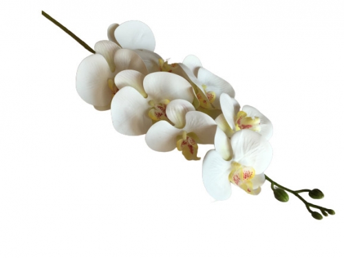 Орхидея Фаленопсис  белая