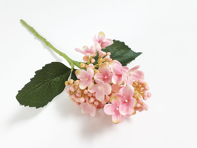 Соцветия гортензии розовые