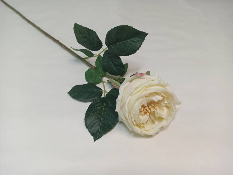 Роза чайная LUX белая