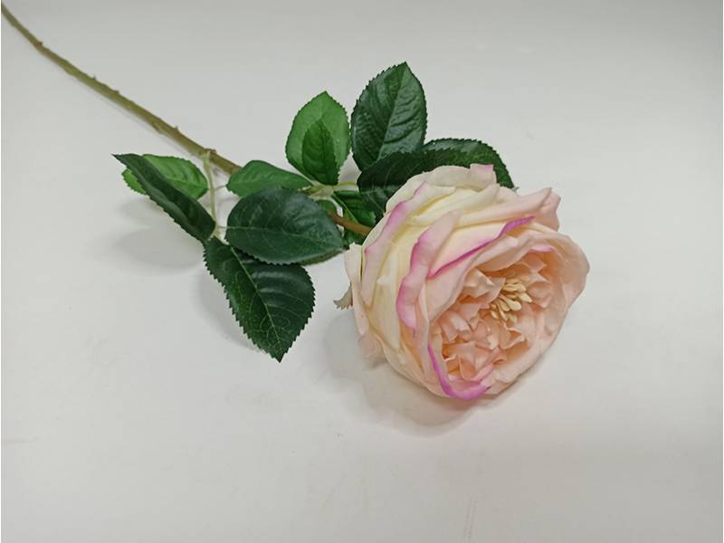 Роза чайная LUX  кремово -розовая