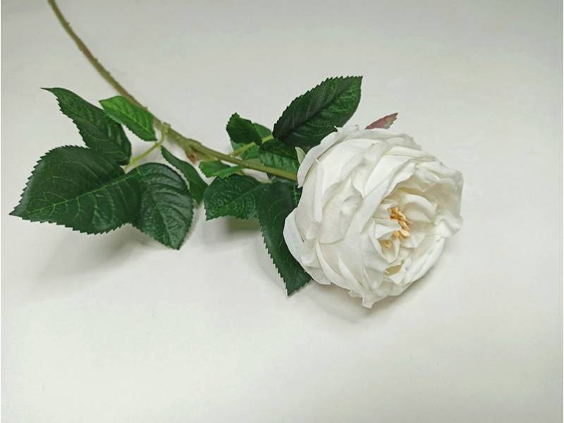 Роза чайная LUX белая