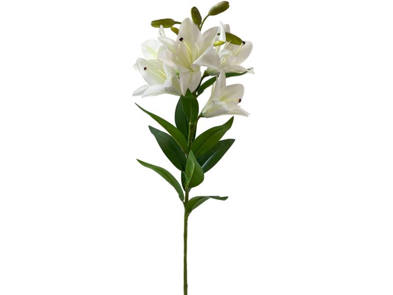 Лилия садовая белая