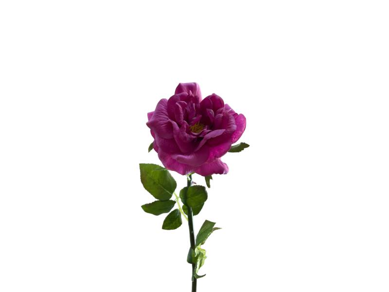 Роза садовая LUX лиловая