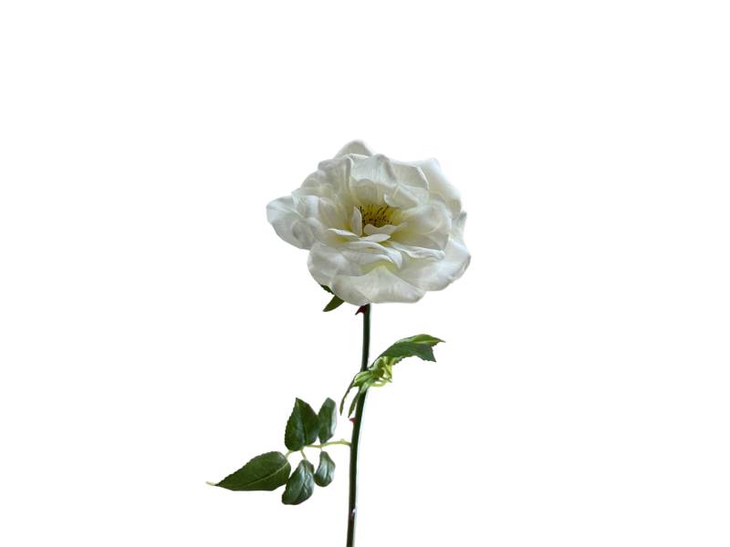 Роза садовая LUX белая