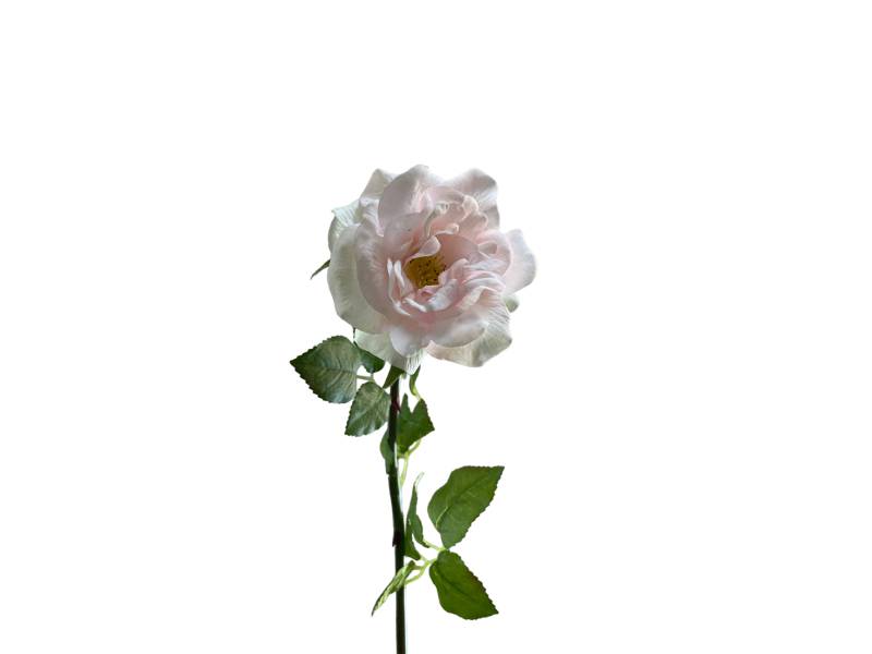 Роза садовая LUX светло-розовая