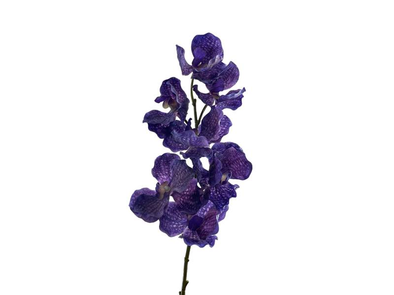Орхидея Ванда темно-фиолетовая