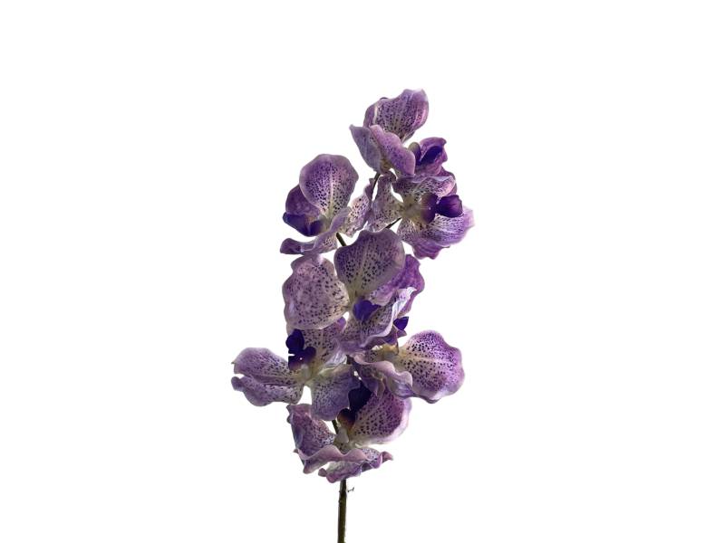 Орхидея Ванда светло-фиолетовая