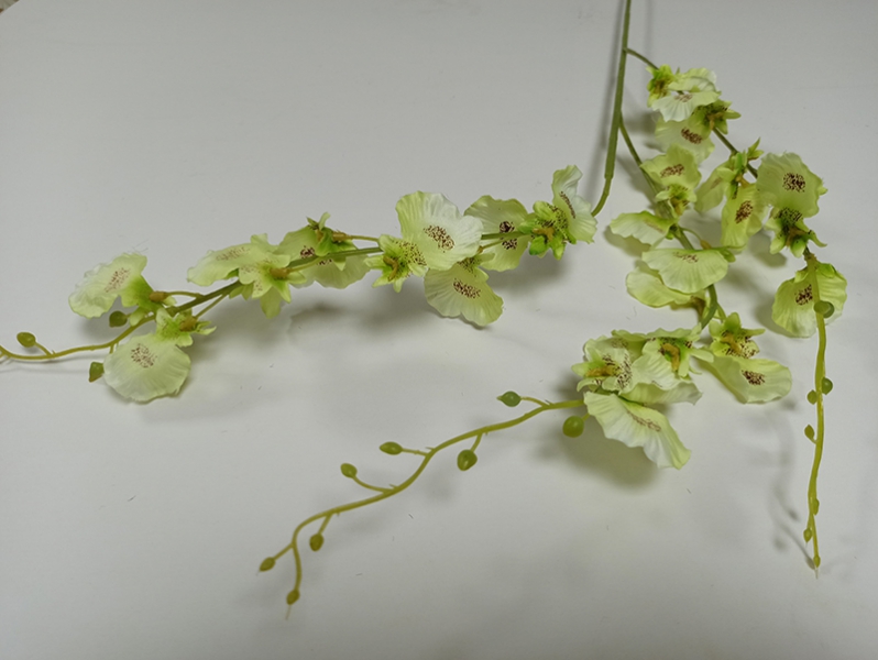 Орхидея онцидиум бледно-зеленая