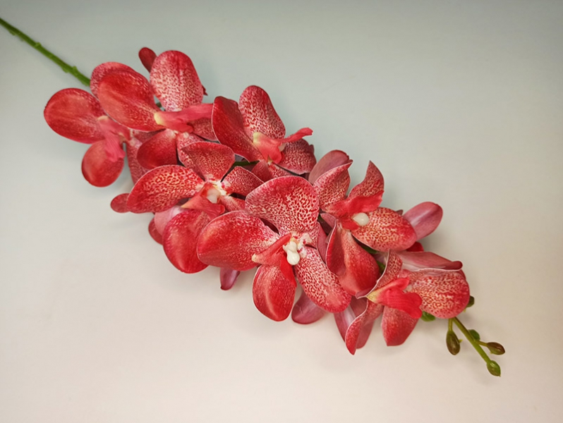 Орхидея Маккара коралловая