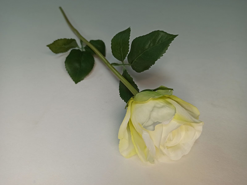 Роза голландская белая
