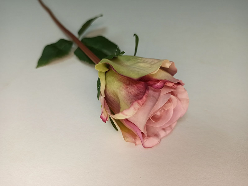 Роза голландская розовая